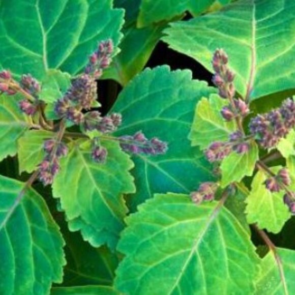 Patchouli Lotion Bar - Picture 1 of 3